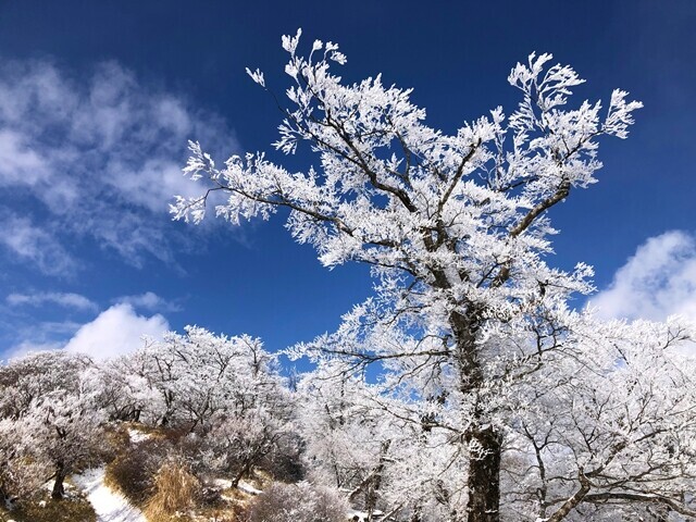丹沢三峰ルート登山中の霧氷の森