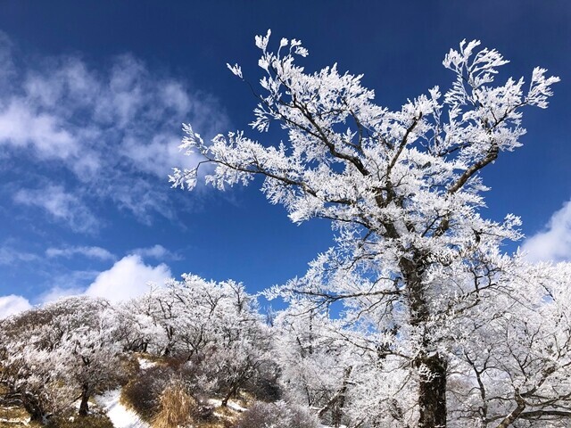 ベストコンディションだった丹沢山の霧氷