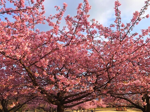 戸沢公園（大倉バス停付近）で咲いている河津桜