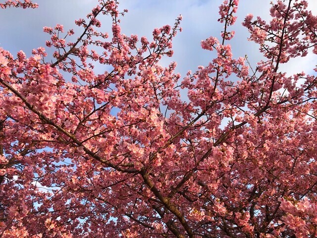 丹沢の河津桜