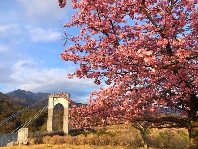 大倉バス停付近の河津桜が満開
