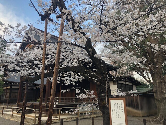 ２０２５年３月２８日に撮影した靖国神社の標準木である桜の開花の様子