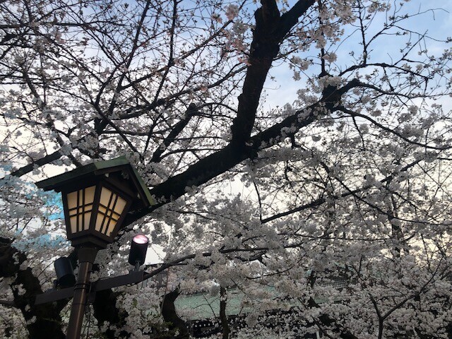 ２０２５年３月２８日に撮影した靖国神社の桜の開花の様子
