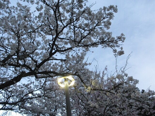 由布院俱楽部の桜