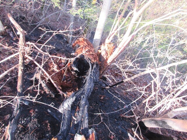 御前山の登山ルートの山火事の痕跡