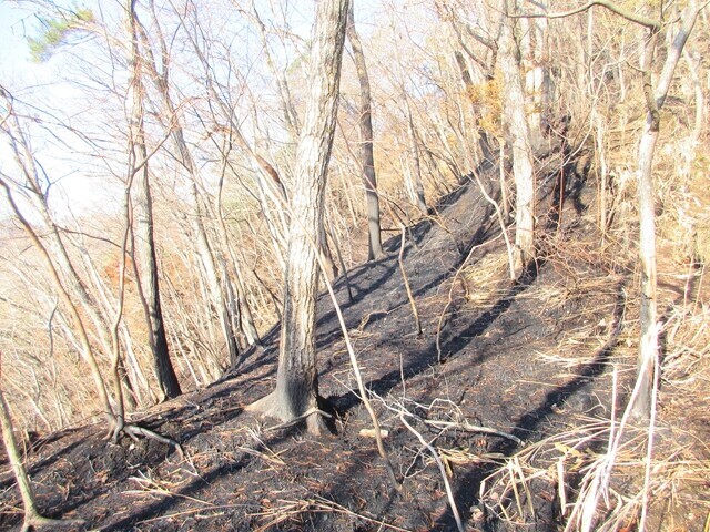 山火事の痕跡