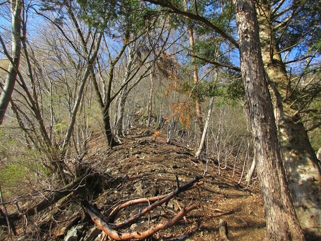 沢井沢ノ頭から馬立山の稜線の様子