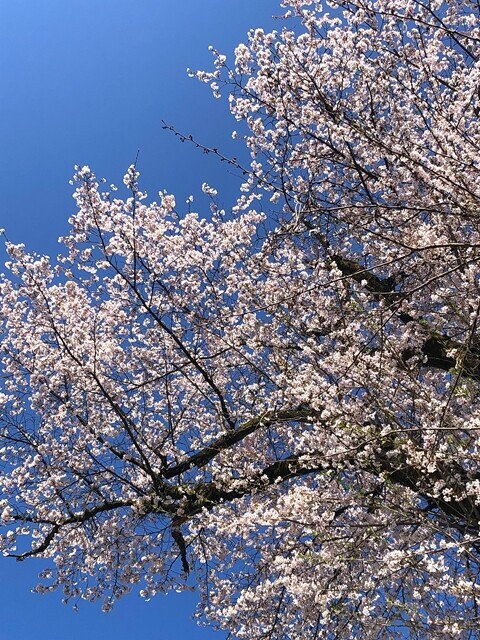 >高川山の登山口まで桜の木の開花の様子