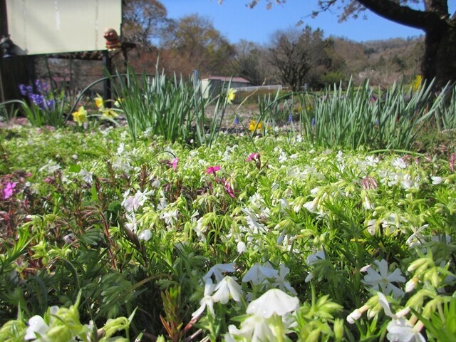 高川山の芝桜