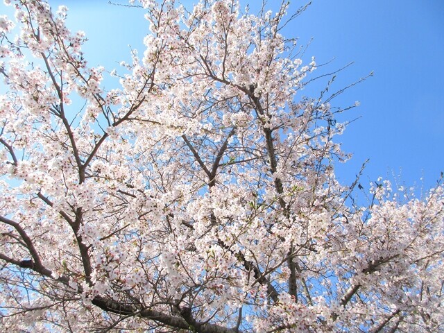高川山の登山口周辺の桜が満開の様子