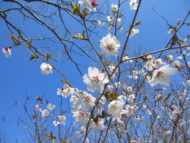 高川山のマメザクラ