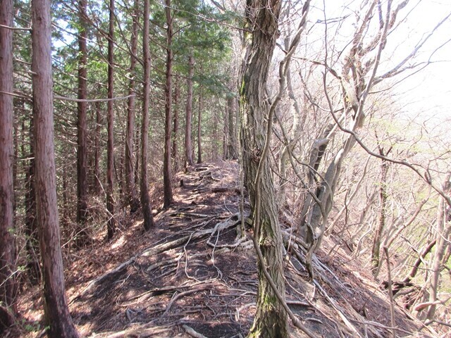 羽根子山への登山ルート