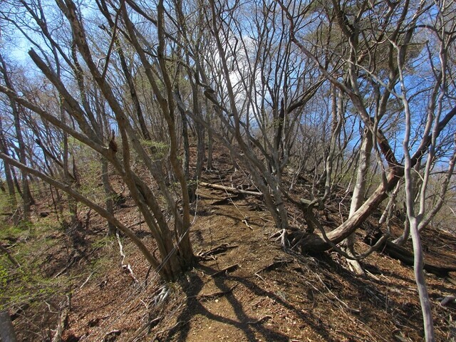 羽根子山への急坂な登山ルート