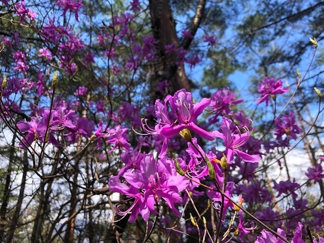 お伊勢山周辺のレンゲツツジのお花