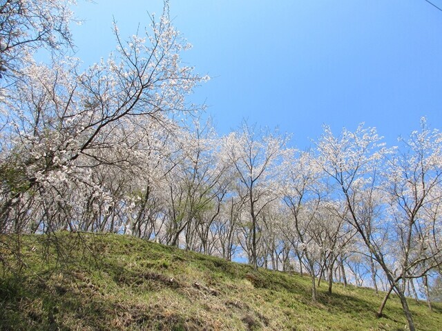 お伊勢山の入口付近の様子