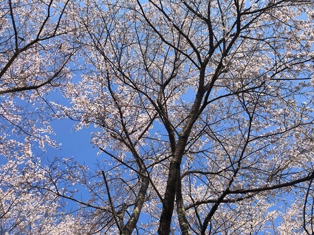 お伊勢山の山頂は桜が満開の様子