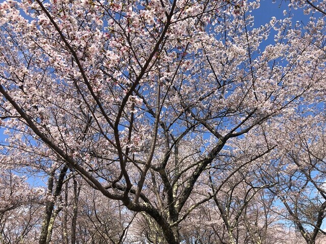 桜の迫力が凄かったお伊勢山