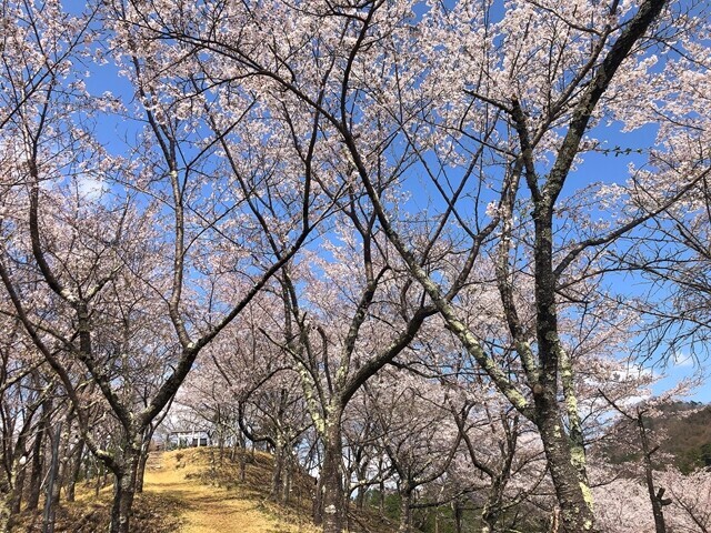 桜並木に沿ってお伊勢山五福参りルートが整備されている様子