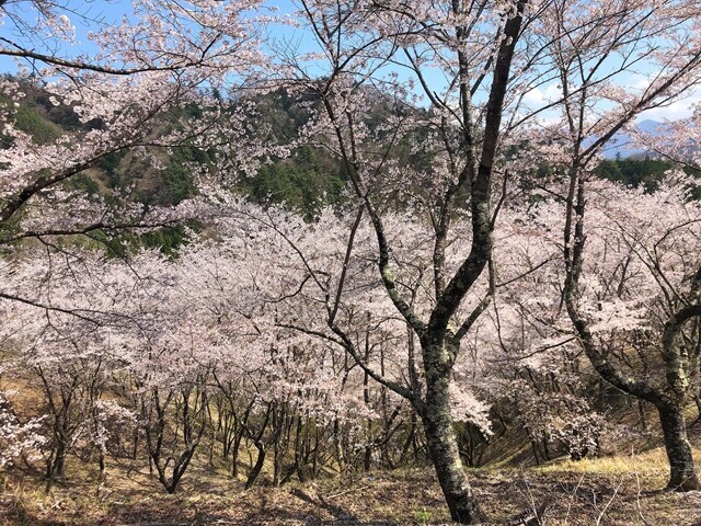 満開の桜の山の景色