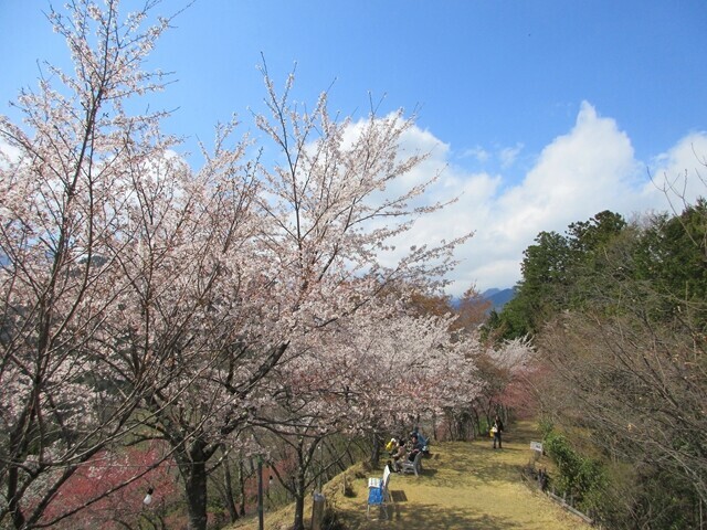 五福参りルートはどこもお花見客で混雑している
