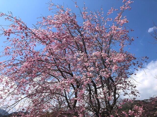富嶽十二景コンプリートの様子
