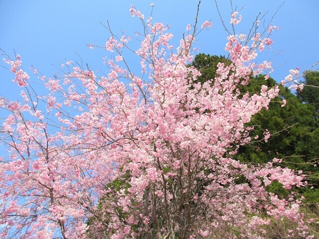 お伊勢山で美しい桜の景色