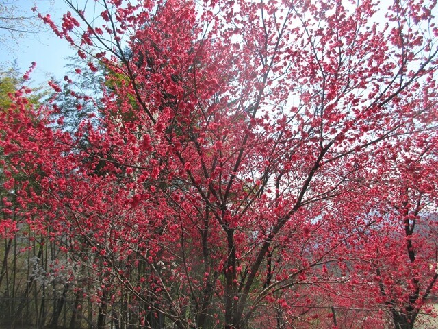 花吹山への登山ルートのお花