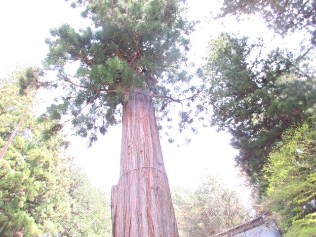 河口浅間神社の大木
