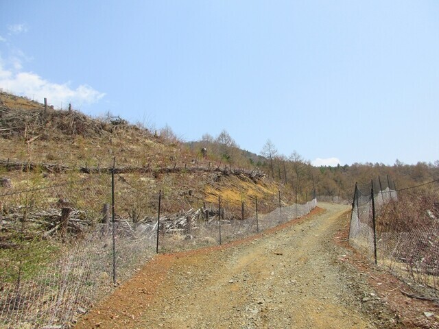 三つ峠山登山ルートは暫く林道の様子