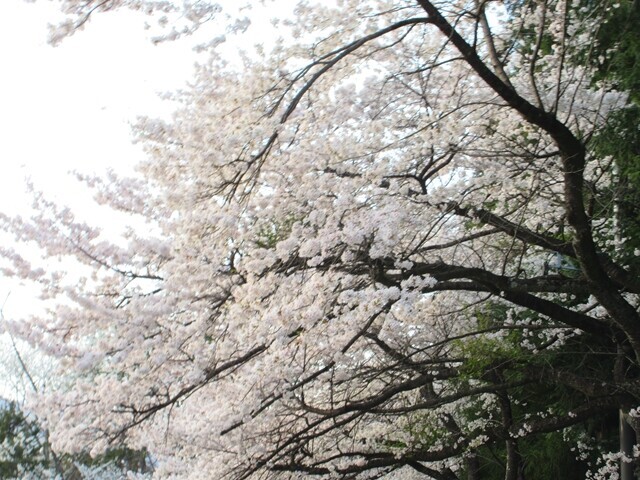 河口湖の桜の様子