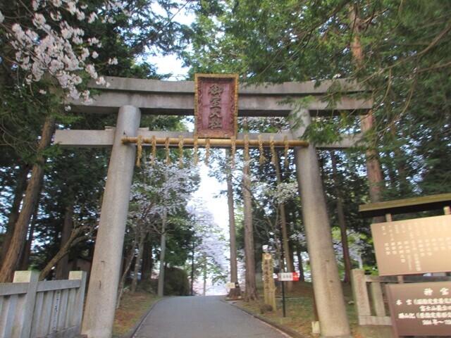 冨士御室浅間神社の鳥居と桜