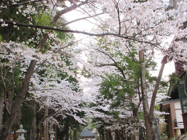 冨士御室浅間神社の表参道の満開の桜の様子