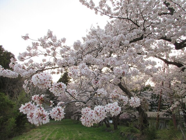 おすすめのお花見スポットである冨士御室浅間神社