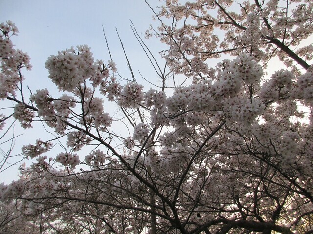 冨士御室浅間神社の桜の開花時期と満開の時期