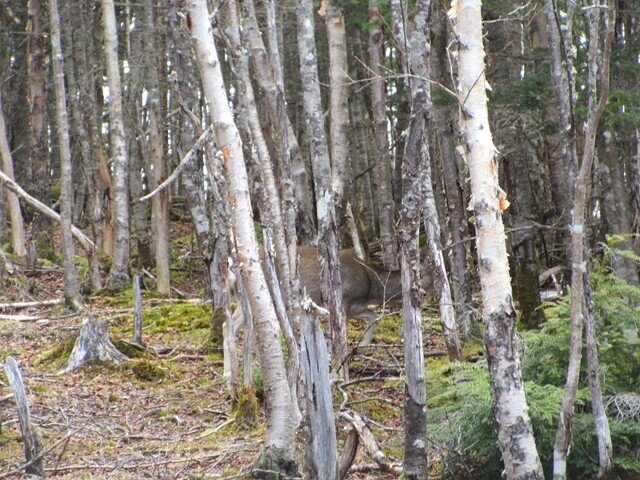 南御室小屋への登山ルートで出会った鹿