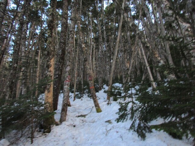 南御室小屋から辻山への登山ルート詳細