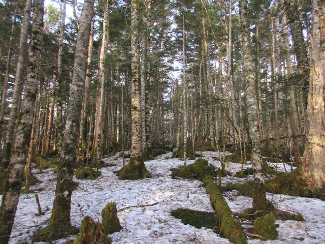 国師ヶ岳の積雪の様子