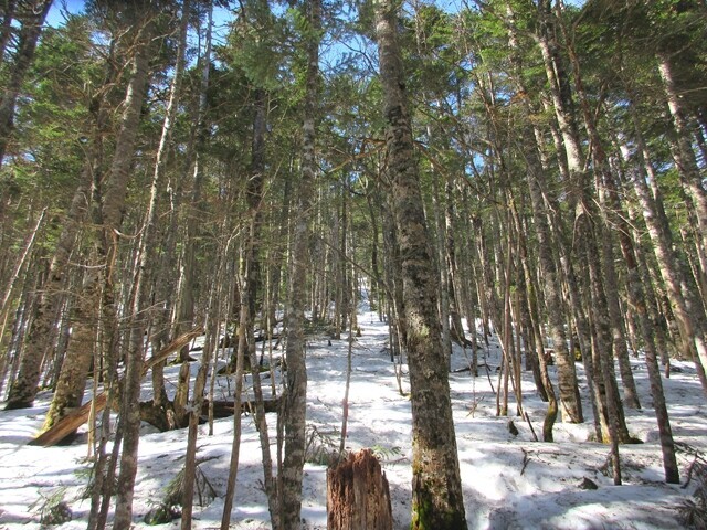 国師ヶ岳の登山コース詳細