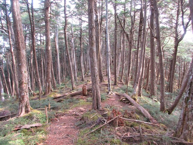 小川山は奥秩父らしい美しい森の中