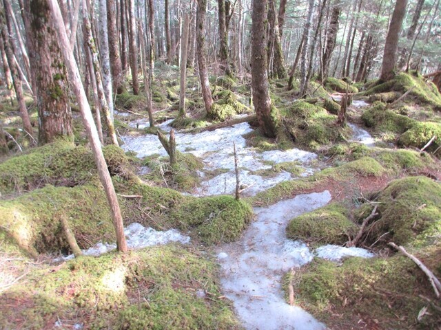 小川山登山ルートは苔と凍結の道