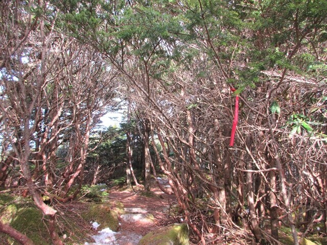 山梨百名山である小川山の山頂から松ネッコ登山開始の様子