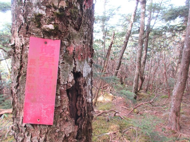 横尾山、松ネッコ方面の登山道の目印になる境界見出標