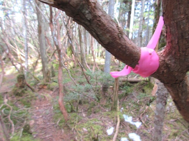 松ネッコ登山ルート上の重要な目印