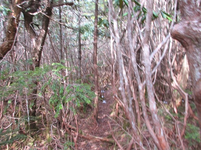 松ネッコへの登山ルート藪道