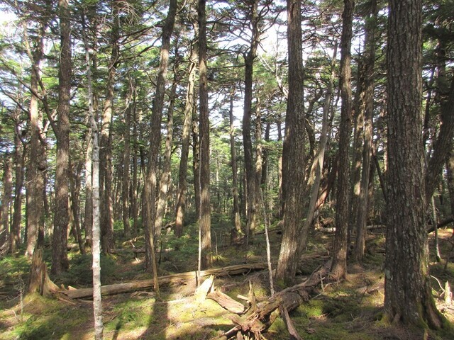 横尾山、松ネッコの奥秩父らしい苔の縦走路の様子