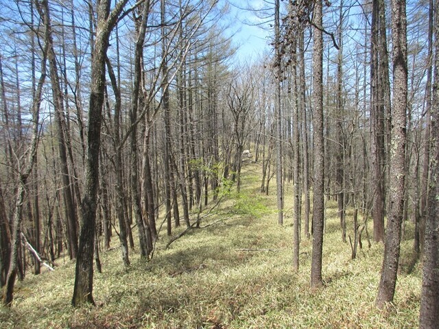 横尾山登山口がある信州峠への笹原の稜線歩きの様子