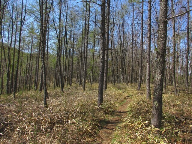 信州峠の登山口から横尾山への登山開始の様子