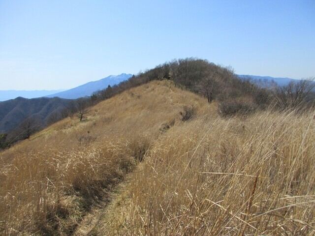 横尾山への登山ルートは雰囲気の良い稜線歩き