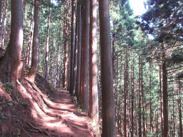 五十人平野営場へのアクセスは雲取山登山ルートを登って行く