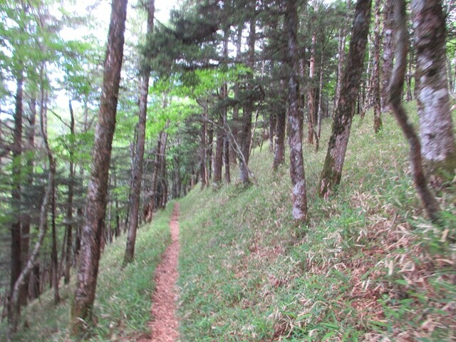 雲取山から飛龍山（大洞山）への登山ルート